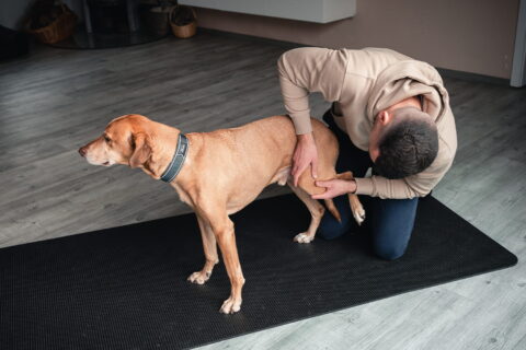 Hundephysiotherapeut Ivo Mix aus Kiel Bild 3
