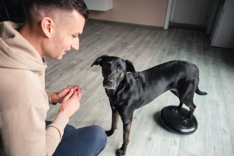 Hundephysio Bild 1