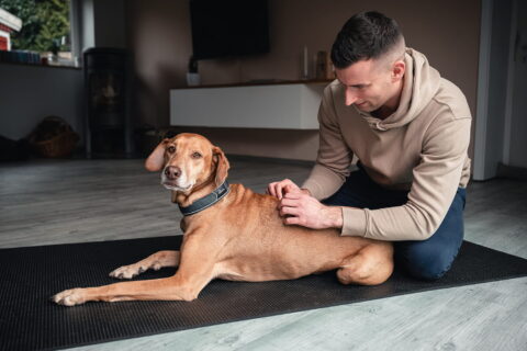 Hundephysiotherapeut Ivo Mix aus Kiel Bild 6