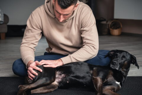 Hundephysiotherapeut Ivo Mix aus Kiel Bild 9