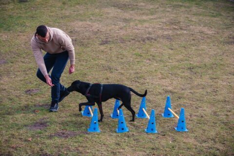 Hundephysiotherapeut Ivo Mix aus Kiel Bild 4